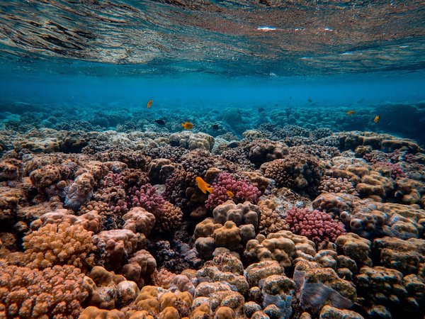 Découvrez les Merveilles Sous-Marines de Port Cros avec le Club de Plongée DivinGiens